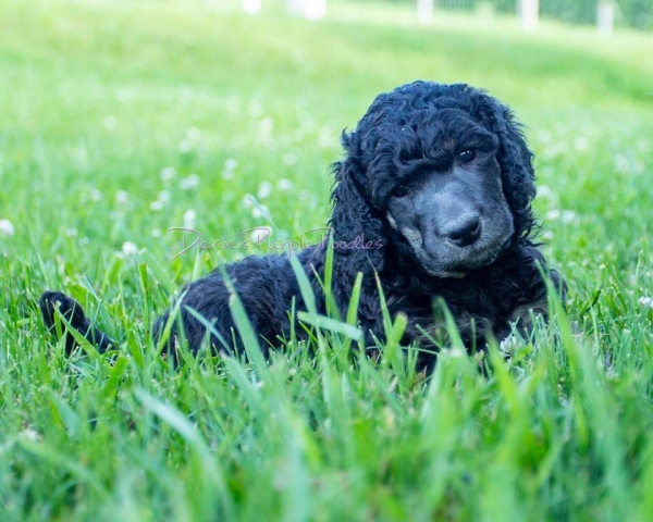 Devins Purple Poodles in Nebraska puppies
