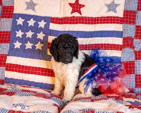 Parti Puppy Devin's Purple Poodles with a flag quilt and patriotic tutu for Independence Day