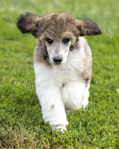 Standard Poodle Puppy Puppies for sale Sable Parti Devin's Purple Poodles