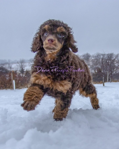 Puppy Brown Phantom poodle