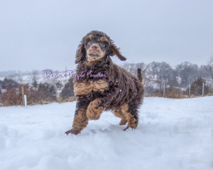 Poodle Puppy near Omaha Nebraska