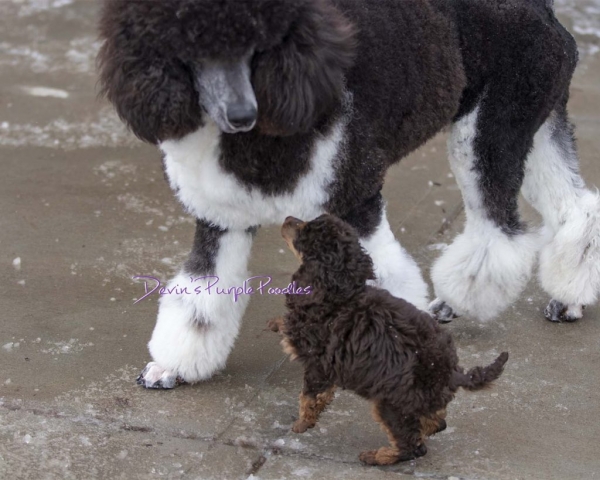 tri color parti brindle poodle