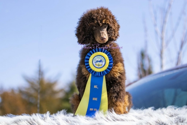 AKC trick dog titled poodles Devin's Purple Poodles