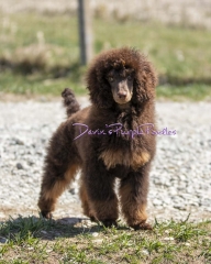 Poodle Puppy Devin's Purple Poodles Nebraska