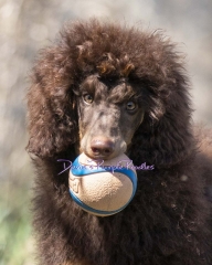 multicolored poodle brown phantom nebraska