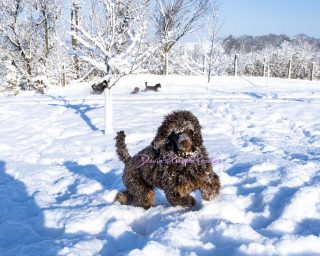 Snow dog in Nebraska small poodle