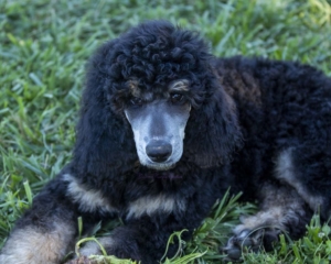 phantom poodle puppies in Nebraska silver poodle rescue adopt reputable breeder