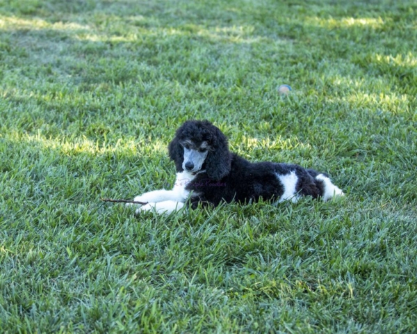 Silver Parti poodle phantoms for sale in nebraska USA Omaha area rescue adopt shelter dogs puppies