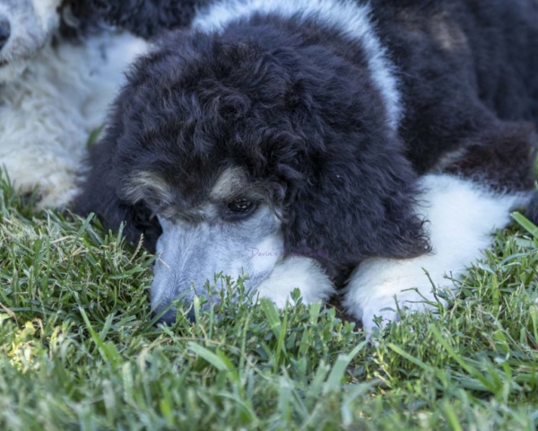 Silver Phantom Parti Poodle puppies for sale in Nebraska rescue adopt shelter dogs