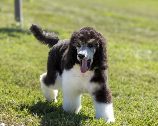 healthy happy puppies in Nebraska for sale Silver Phantom Parti poodles poodle rescue adopt shelters