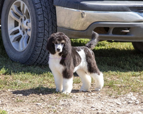Silver phantom parti poodle puppy health tested in nebraska for sale rescue adopt