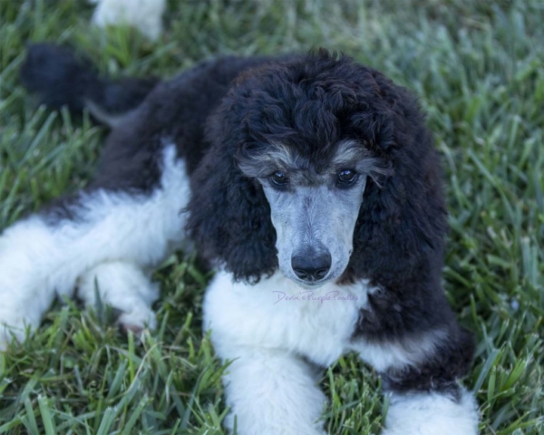 Silver Phantom Parti poodle puppy puppies in nebraska for sale health tested