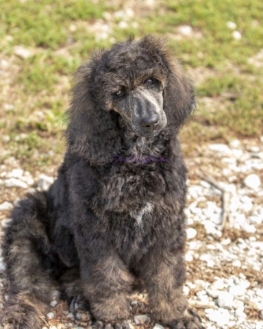black female poodle standard female puppies for sale in Nebraska tan