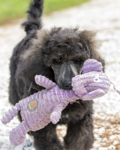 Female Brindle puppy in Nebraska for sale standard poodle puppies adopt rescue