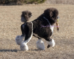 therapy dog stud tri colored poodle brindle pointed phantom parti multicolored standard small