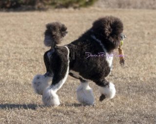 therapy dog stud tri colored poodle brindle pointed phantom parti multicolored standard small