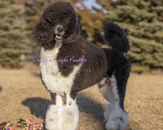 tri colored parti phantom poodle brindle therapy dog nebraska