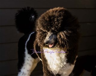 stud dog therapy topknot poodles Devins Purple Poodles brindle Pointed Phantom Parti breeder