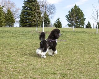 Standard poodle in full coat topknot grooming tri color stud parti Phantom