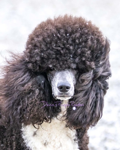 Brindle pointed phantom parti poodle stud breeder Nebraska