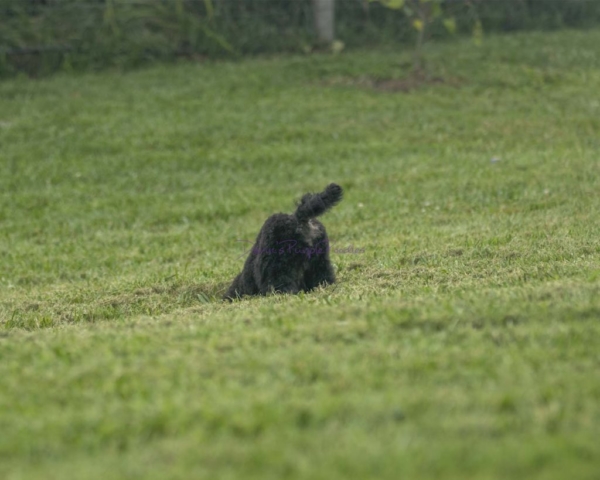 Brindle Pointed Phantom boy make poodle puppies for sale in nebraska near Omaha puppy rescue adopt
