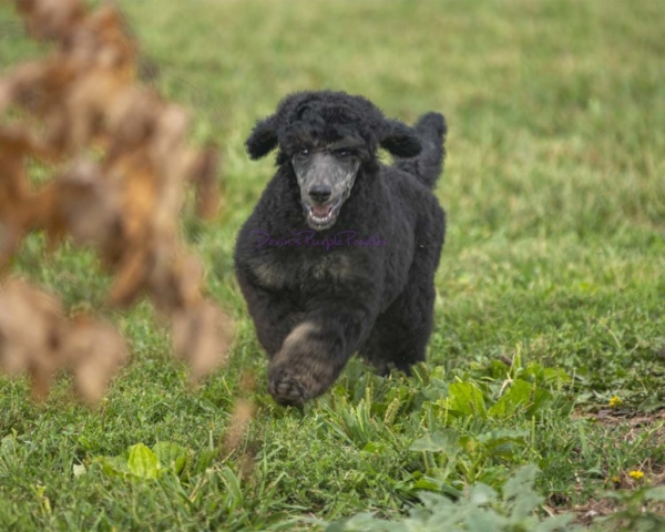 Brindle Pointed Phantom boy make poodle puppies for sale in nebraska near Omaha puppy rescue adopt