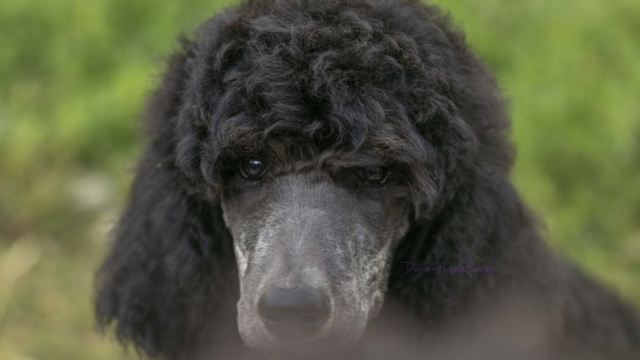 Brindle Pointed Phantom boy make poodle puppies for sale in nebraska near Omaha puppy rescue adopt
