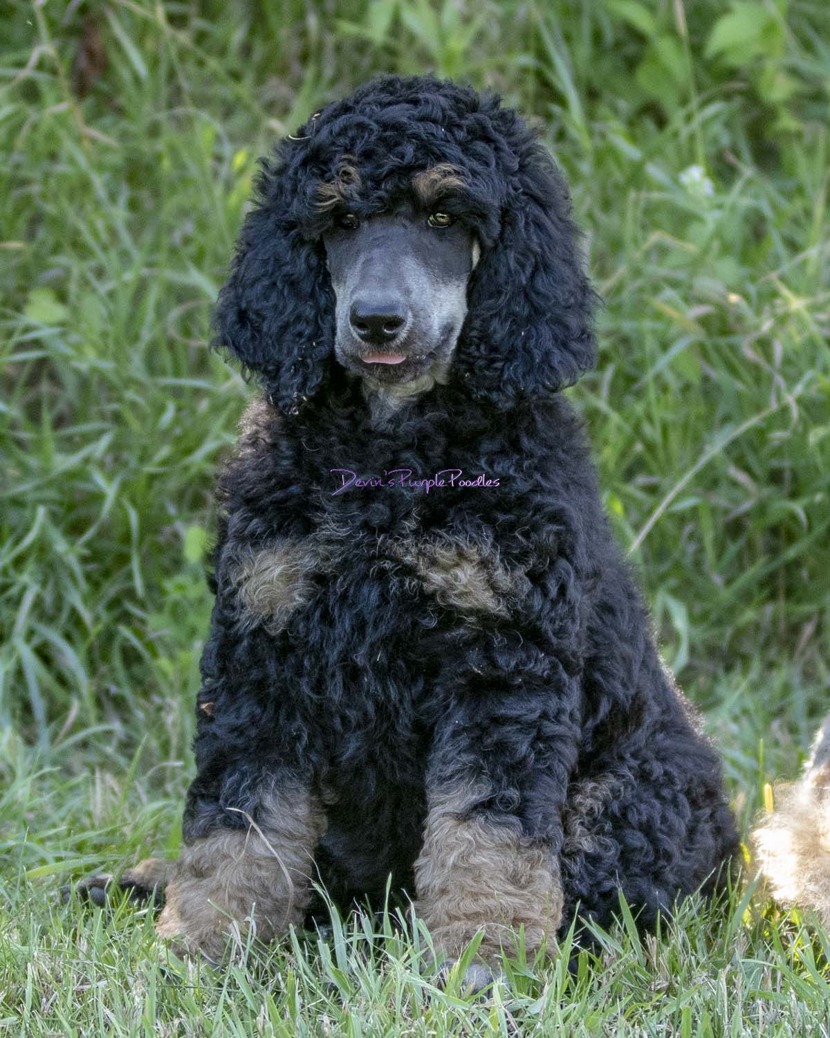 Prim (retired) - Devin's Purple Poodles