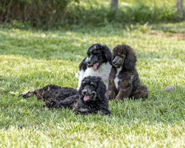 Brindle Standard Stud Male abstract poodle Puppies for sale devins's purple poodles nebraska