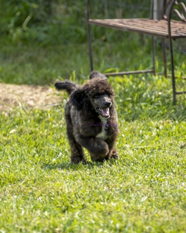 Black Brindle standard poodle puppy puppies for sale nebraska omaha abstract