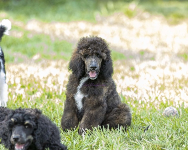 abstract puppies devin's purple poodles in nebraska puppies puppy