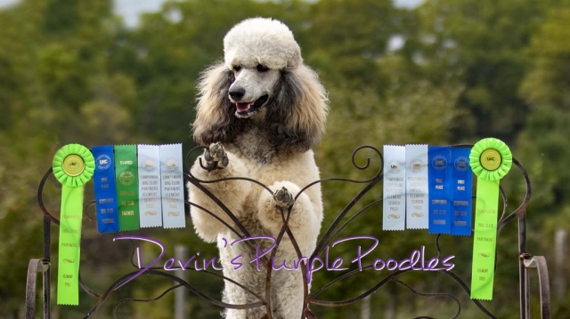 Sable standard UKC Nosework trial titled poodles nebraska