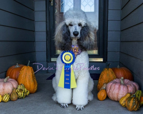 Sable Standard poodle titled CGC Nebraska Devins Purple Poodles