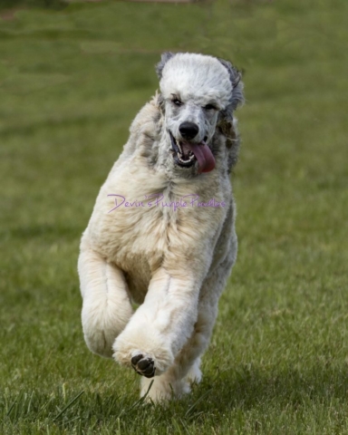 Blacked base Sable Standard puppy poodle breeder nebraska