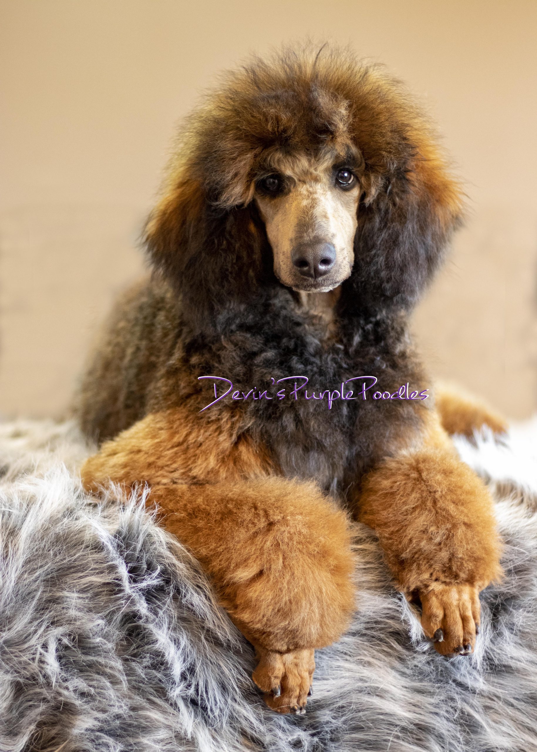 Suni - Devin's Purple Poodles