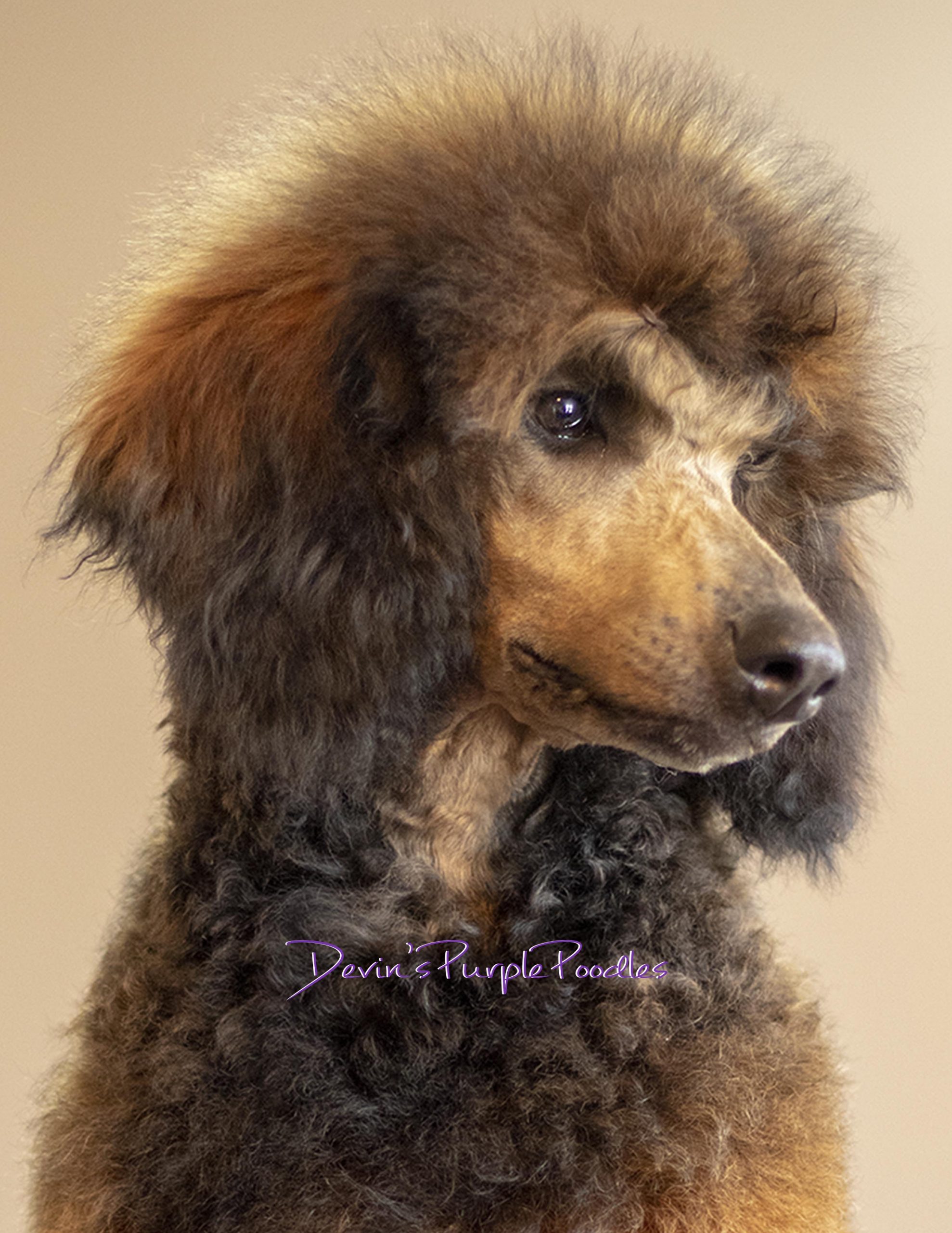 Suni - Devin's Purple Poodles