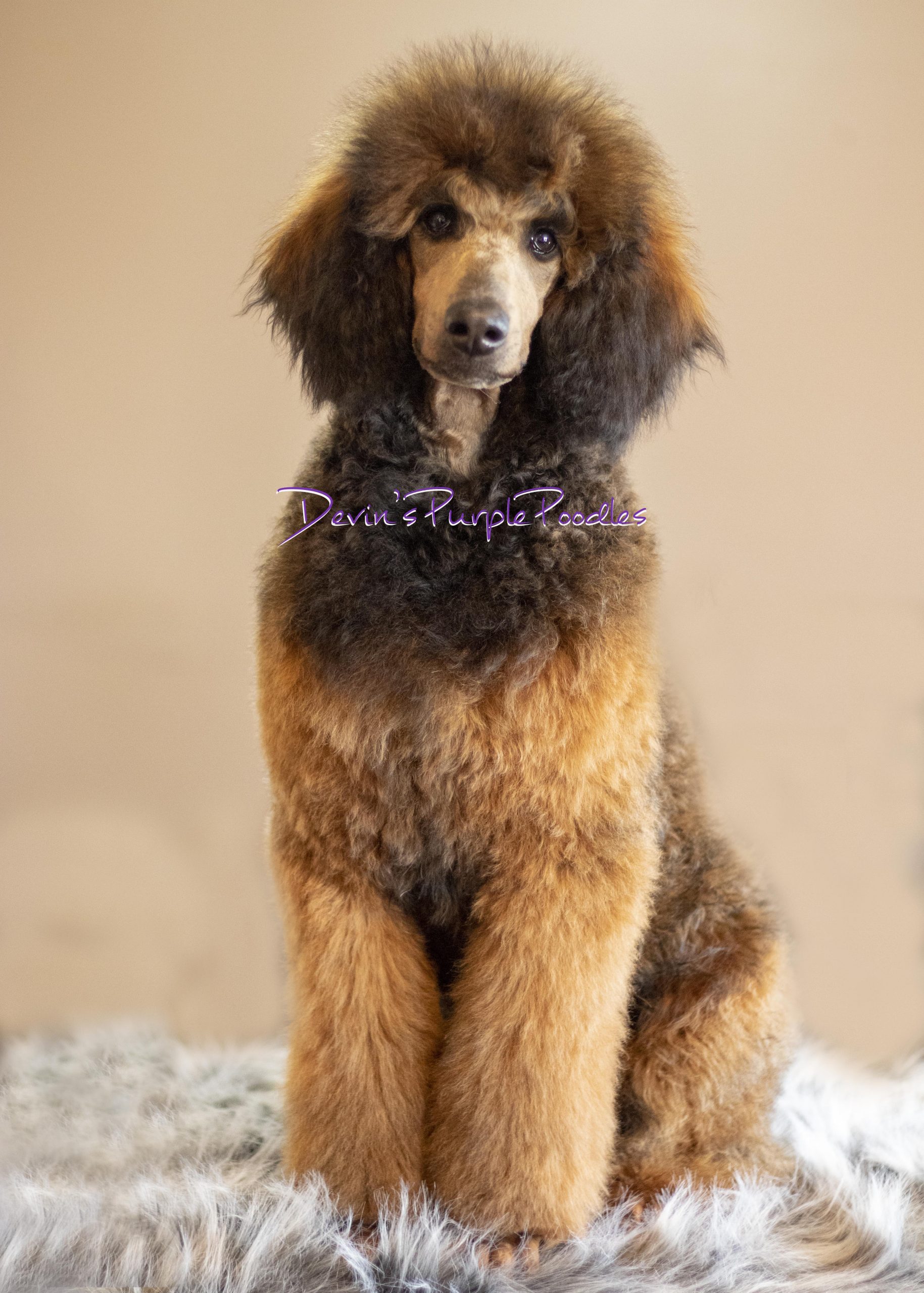 Suni - Devin's Purple Poodles