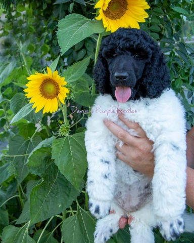 Nebraska poodle breeder multicolored puppy