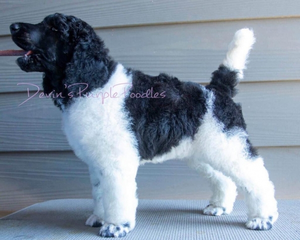 Conformation Parti Poodle Puppy shaved feet and face