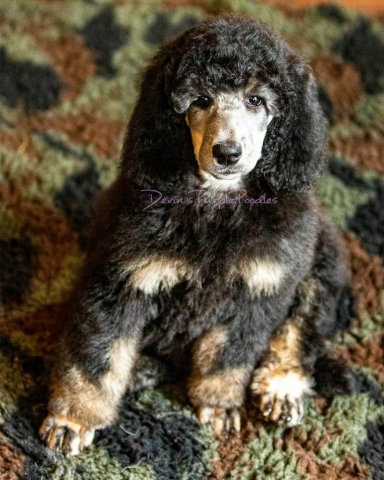 Silver Phantom puppy poodle breeder in Nebraska