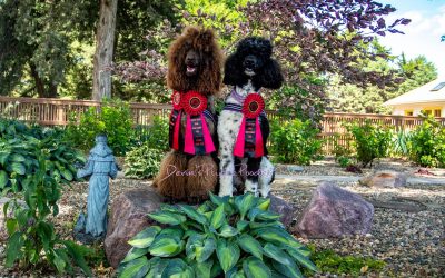 Purple Poodle Power – New Scentwork Titles for Dahlia and Lily!