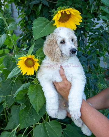 Cream Parti poodle puppy sunflower plant