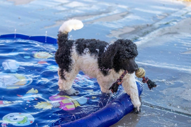 tuxedo parti poodle puppy Devins Purple Poodles