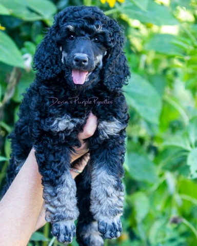 Blue Phantom puppy near Omaha Nebraska Devin's Purple Poodles