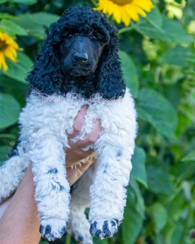 Brindle poodle puppy breeder