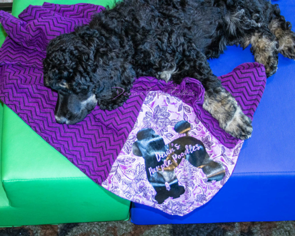 Devin's Purple Poodles blanket logo puppies breeder