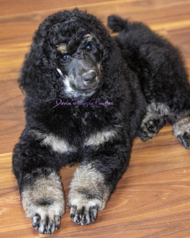 Blue Phantom Puppies groomed clipped grooming