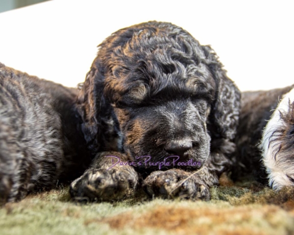 Phantom poodle puppy