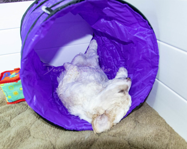 Training puppies enrichment tunnel whelping box poodle