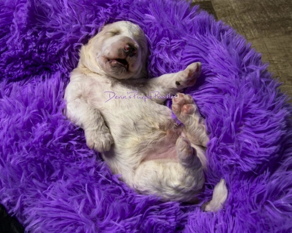 Purple heart poodle puppy parti